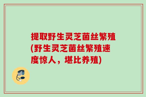 提取野生灵芝菌丝繁殖(野生灵芝菌丝繁殖速度惊人,堪比养殖) 提取野生灵芝菌丝繁殖(野生灵芝菌丝繁殖速度惊人,堪比养殖)