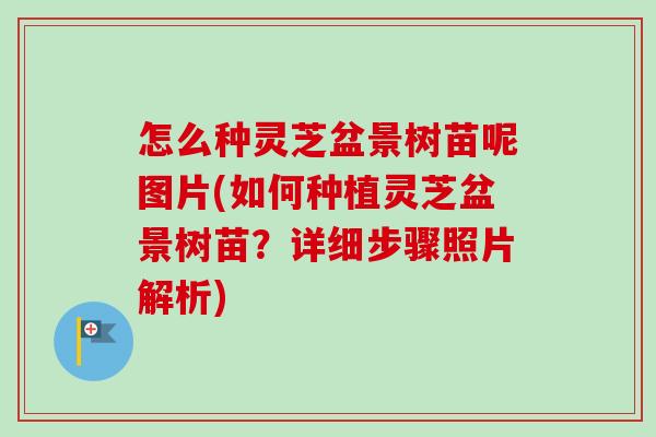 怎么种灵芝盆景树苗呢图片(如何种植灵芝盆景树苗？详细步骤照片解析)