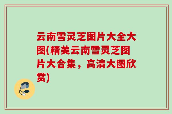 云南雪灵芝图片大全大图(精美云南雪灵芝图片大合集，高清大图欣赏)