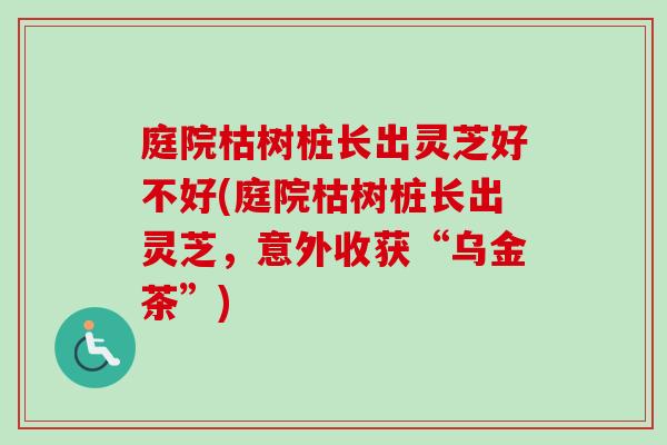 庭院枯树桩长出灵芝好不好(庭院枯树桩长出灵芝，意外收获“乌金茶”)