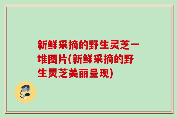 新鲜采摘的野生灵芝一堆图片(新鲜采摘的野生灵芝美丽呈现)
