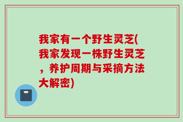 我家有一个野生灵芝(我家发现一株野生灵芝,养护周期与采摘方法大解密) 我家有一个野生灵芝(我家发现一株野生灵芝,养护周期与采摘方法大解密)