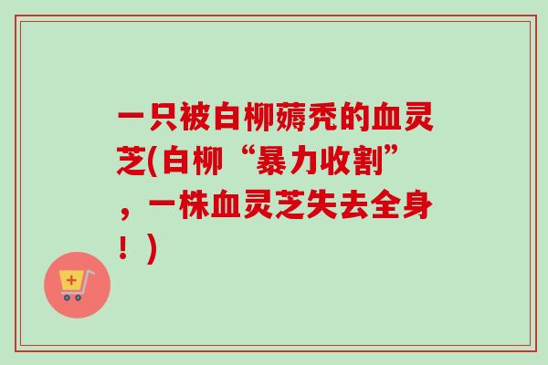 一只被白柳薅秃的灵芝(白柳“暴力收割”，一株灵芝失去全身！)