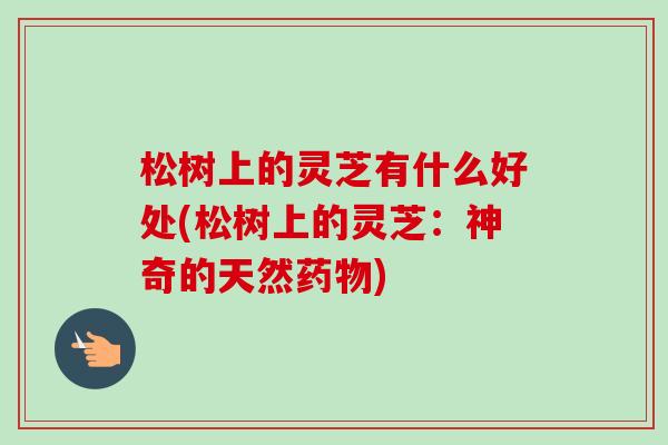 松树上的灵芝有什么好处(松树上的灵芝:神奇的天然) 松树上的灵芝有什么好处(松树上的灵芝:神奇的天然)