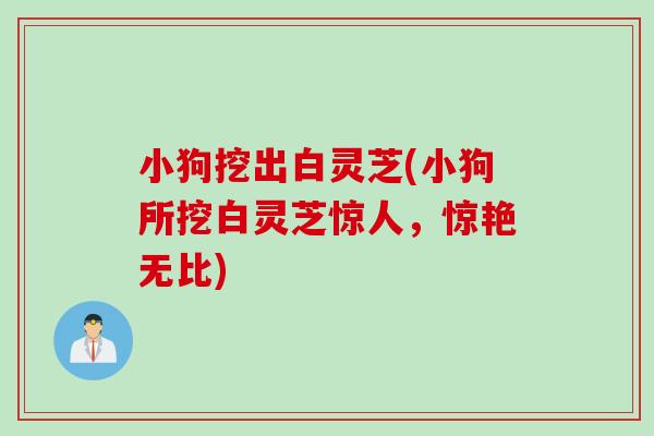 小狗挖出白灵芝(小狗所挖白灵芝惊人，惊艳无比)
