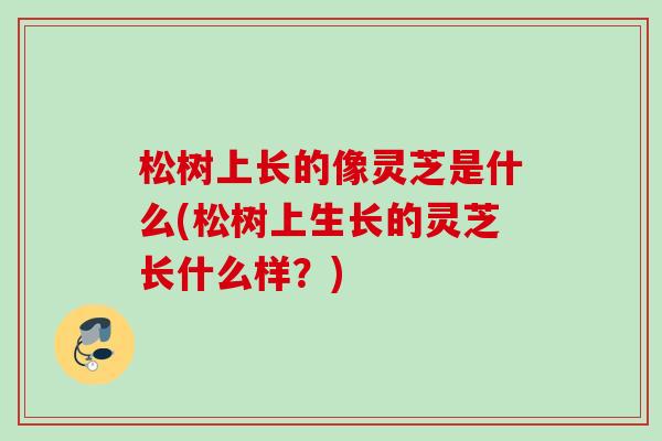 松树上长的像灵芝是什么(松树上生长的灵芝长什么样？)
