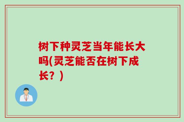 树下种灵芝当年能长大吗(灵芝能否在树下成长？)