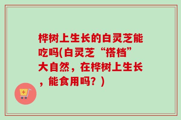 桦树上生长的白灵芝能吃吗(白灵芝“搭档”大自然，在桦树上生长，能食用吗？)