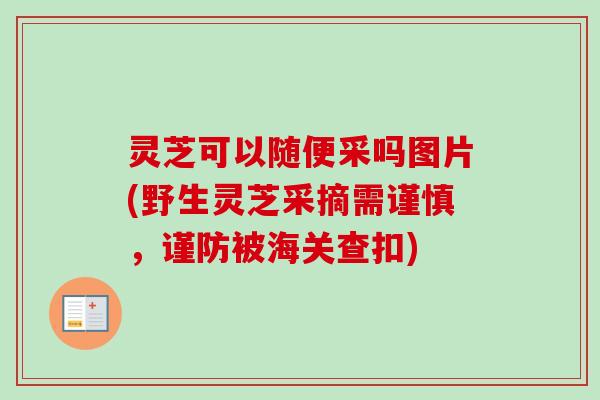 灵芝可以随便采吗图片(野生灵芝采摘需谨慎，谨防被海关查扣)