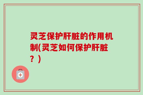 灵芝保护肝脏的作用机制(灵芝如何保护肝脏？)