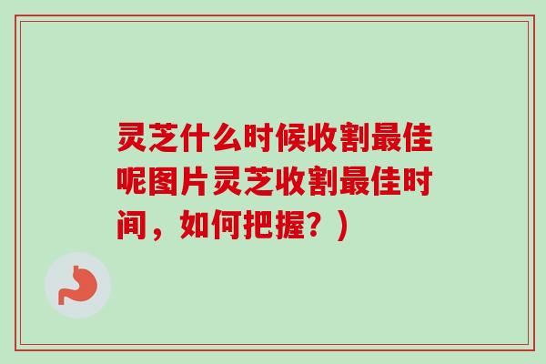 灵芝什么时候收割最佳呢图片灵芝收割最佳时间，如何把握？)