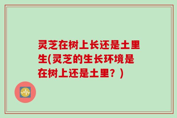 灵芝在树上长还是土里生(灵芝的生长环境是在树上还是土里？)