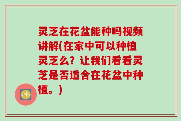 灵芝在花盆能种吗视频讲解(在家中可以种植灵芝么？让我们看看灵芝是否适合在花盆中种植。)