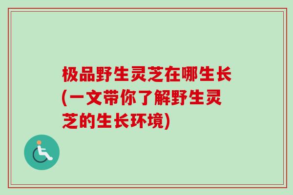 极品野生灵芝在哪生长(一文带你了解野生灵芝的生长环境)