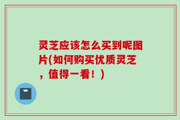 灵芝应该怎么买到呢图片(如何购买优质灵芝，值得一看！)