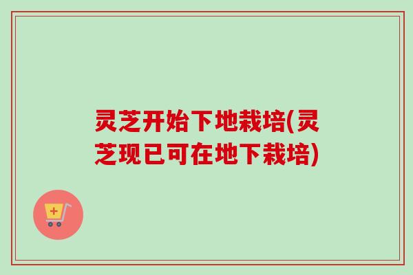 灵芝开始下地栽培(灵芝现已可在地下栽培)