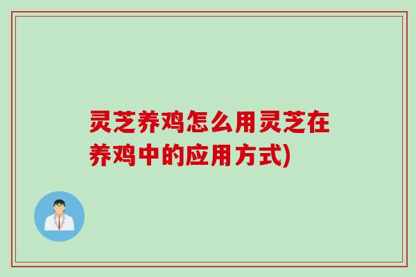 灵芝养鸡怎么用灵芝在养鸡中的应用方式)