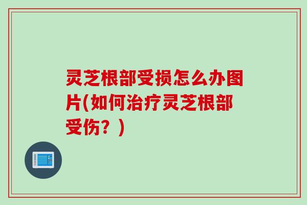 灵芝根部受损怎么办图片(如何治疗灵芝根部受伤？)