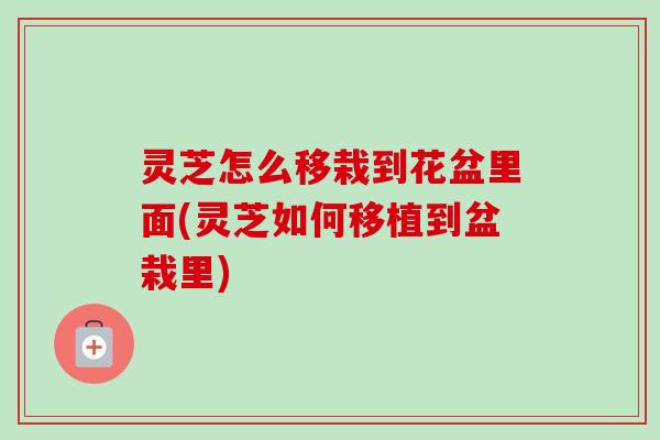 灵芝怎么移栽到花盆里面(灵芝如何移植到盆栽里)