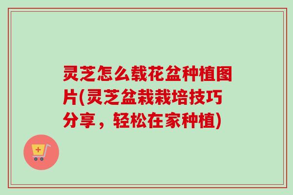 灵芝怎么载花盆种植图片(灵芝盆栽栽培技巧分享，轻松在家种植)