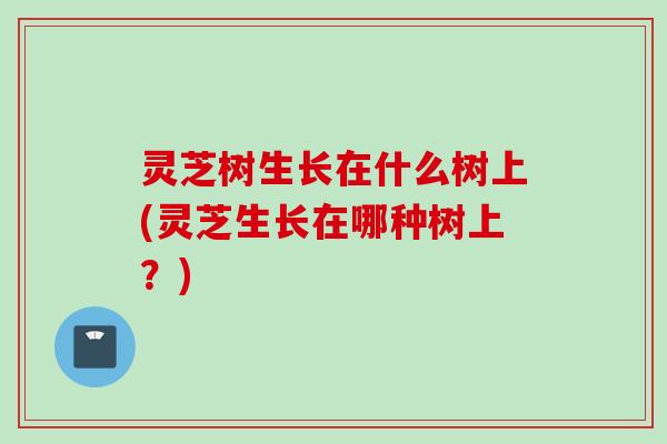 灵芝树生长在什么树上(灵芝生长在哪种树上？)