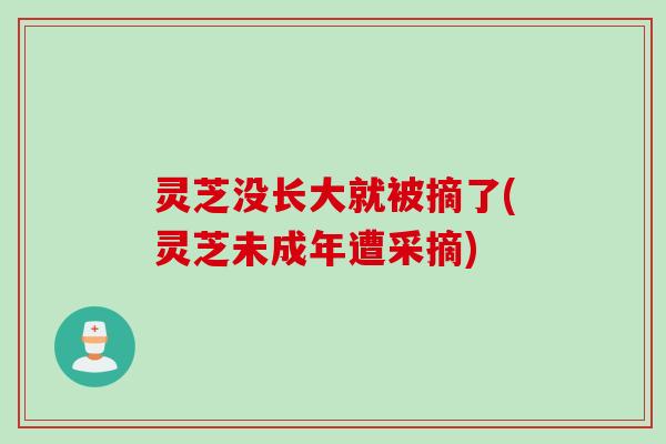 灵芝没长大就被摘了(灵芝未成年遭采摘)