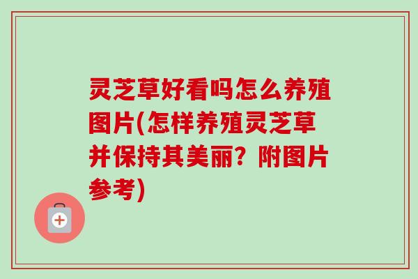 灵芝草好看吗怎么养殖图片(怎样养殖灵芝草并保持其美丽？附图片参考)
