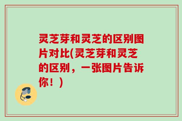 灵芝芽和灵芝的区别图片对比(灵芝芽和灵芝的区别，一张图片告诉你！)