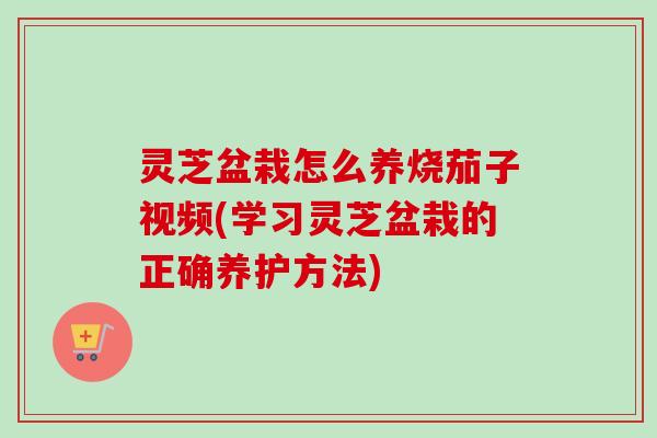 灵芝盆栽怎么养烧茄子视频(学习灵芝盆栽的正确养护方法)