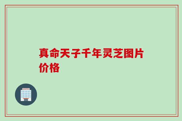 真命天子千年灵芝图片价格