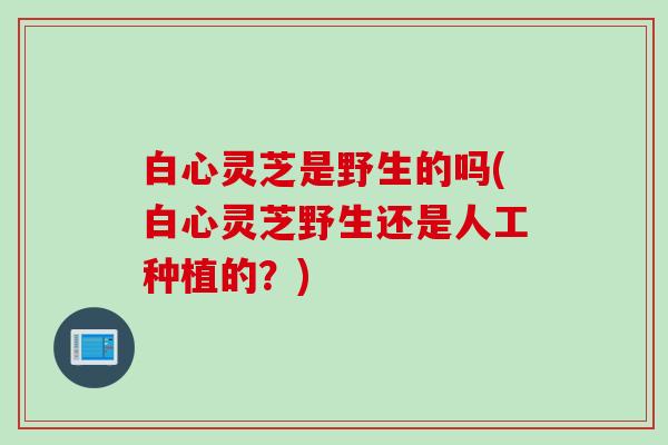白心灵芝是野生的吗(白心灵芝野生还是人工种植的？)