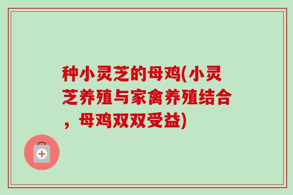 种小灵芝的母鸡(小灵芝养殖与家禽养殖结合，母鸡双双受益)