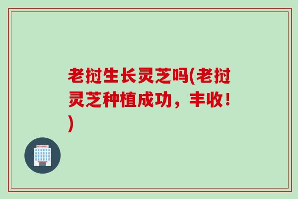 老挝生长灵芝吗(老挝灵芝种植成功，丰收！)