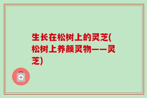生长在松树上的灵芝(松树上养颜灵物——灵芝)