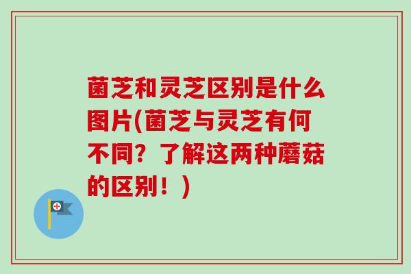 菌芝和灵芝区别是什么图片(菌芝与灵芝有何不同?了解这两种蘑菇的区别!) 菌芝和灵芝区别是什么图片(菌芝与灵芝有何不同?了解这两种蘑菇的区别!)
