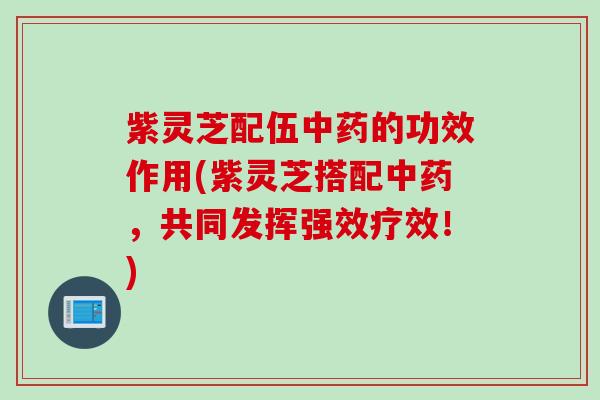 紫灵芝配伍中药的功效作用(紫灵芝搭配中药，共同发挥强效疗效！)