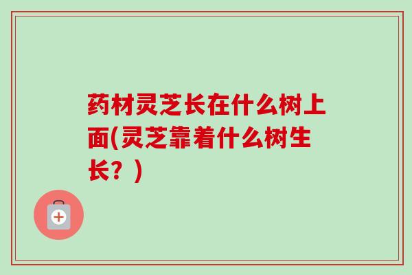 药材灵芝长在什么树上面(灵芝靠着什么树生长?) 药材灵芝长在什么树上面(灵芝靠着什么树生长?)