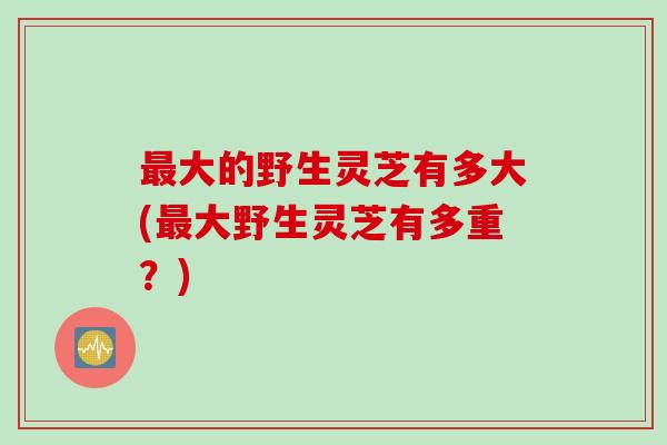 最大的野生灵芝有多大(最大野生灵芝有多重？)