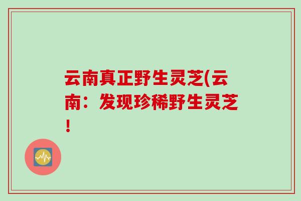 云南真正野生灵芝(云南：发现珍稀野生灵芝！