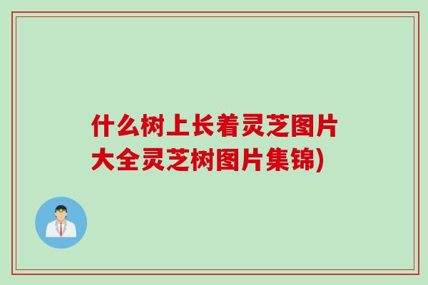 什么树上长着灵芝图片大全灵芝树图片集锦)