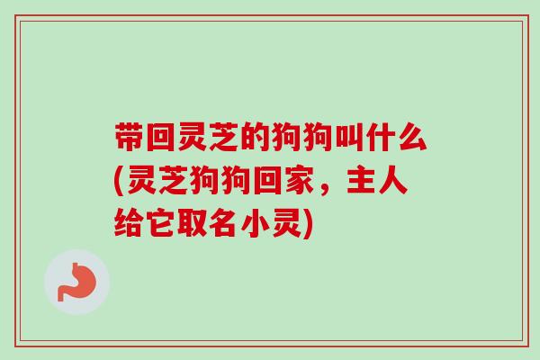 带回灵芝的狗狗叫什么(灵芝狗狗回家,主人给它取名小灵) 带回灵芝的狗狗叫什么(灵芝狗狗回家,主人给它取名小灵)