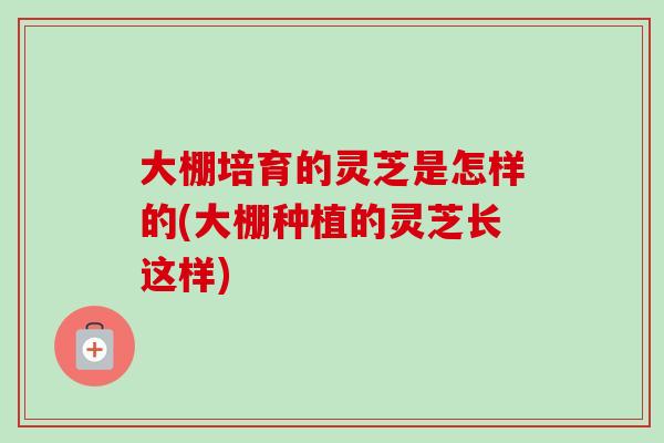 大棚培育的灵芝是怎样的(大棚种植的灵芝长这样) 大棚培育的灵芝是怎样的(大棚种植的灵芝长这样)