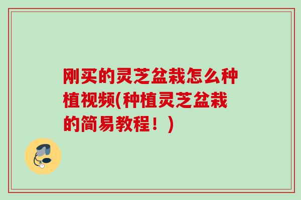 刚买的灵芝盆栽怎么种植视频(种植灵芝盆栽的简易教程！)