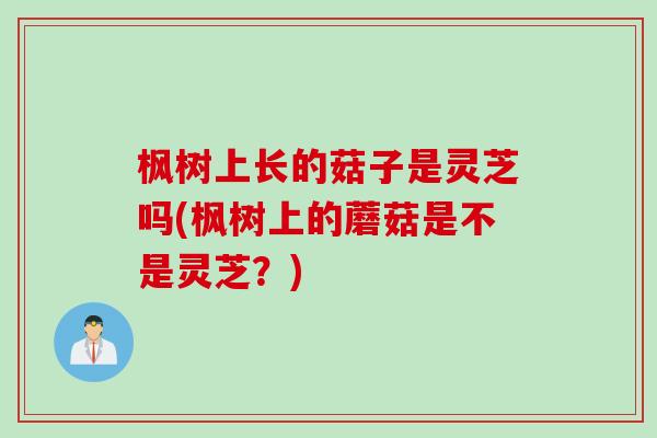 枫树上长的菇子是灵芝吗(枫树上的蘑菇是不是灵芝？)