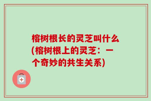 榕树根长的灵芝叫什么(榕树根上的灵芝：一个奇妙的共生关系)