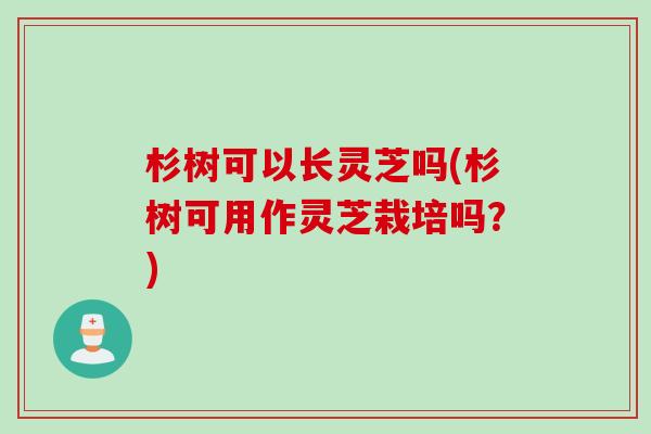 杉树可以长灵芝吗(杉树可用作灵芝栽培吗？)