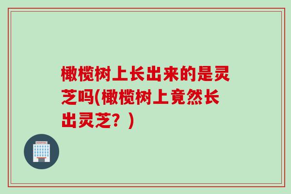 橄榄树上长出来的是灵芝吗(橄榄树上竟然长出灵芝？)