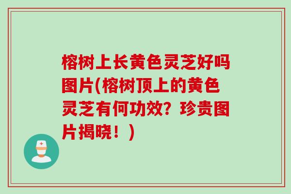 榕树上长黄色灵芝好吗图片(榕树顶上的黄色灵芝有何功效?珍贵图片揭晓!) 榕树上长黄色灵芝好吗图片(榕树顶上的黄色灵芝有何功效?珍贵图片揭晓!)
