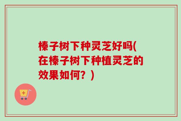 榛子树下种灵芝好吗(在榛子树下种植灵芝的效果如何?) 榛子树下种灵芝好吗(在榛子树下种植灵芝的效果如何?)