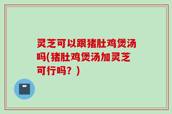 灵芝可以跟猪肚鸡煲汤吗(猪肚鸡煲汤加灵芝可行吗？)